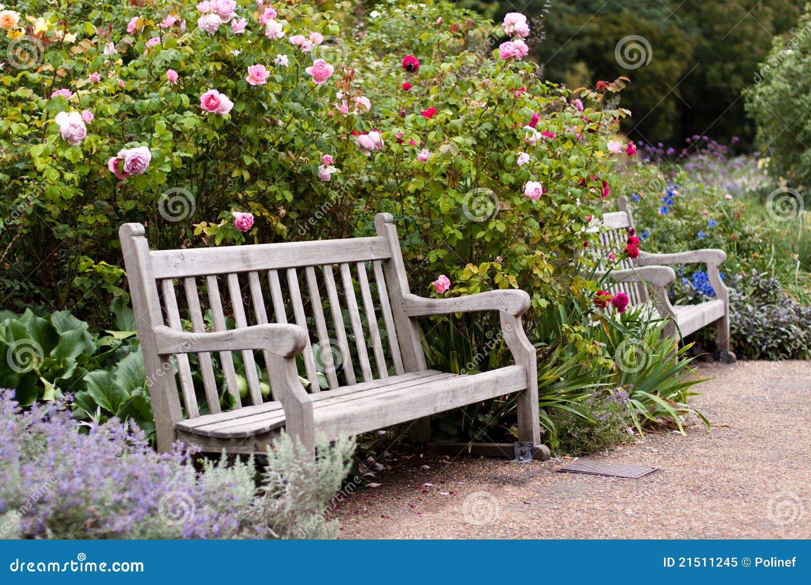 rose garden in the park with wooden bench