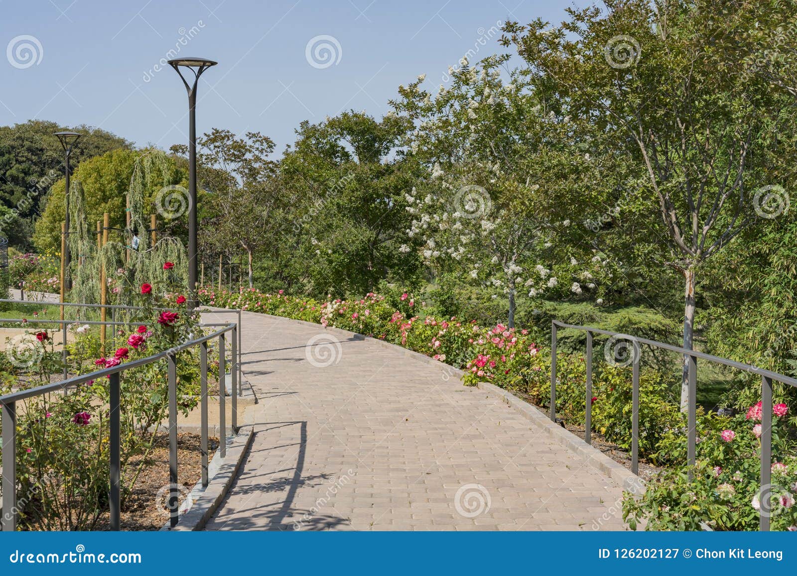 Rose Garden In South Coast Botanic Garden Stock Image Image Of