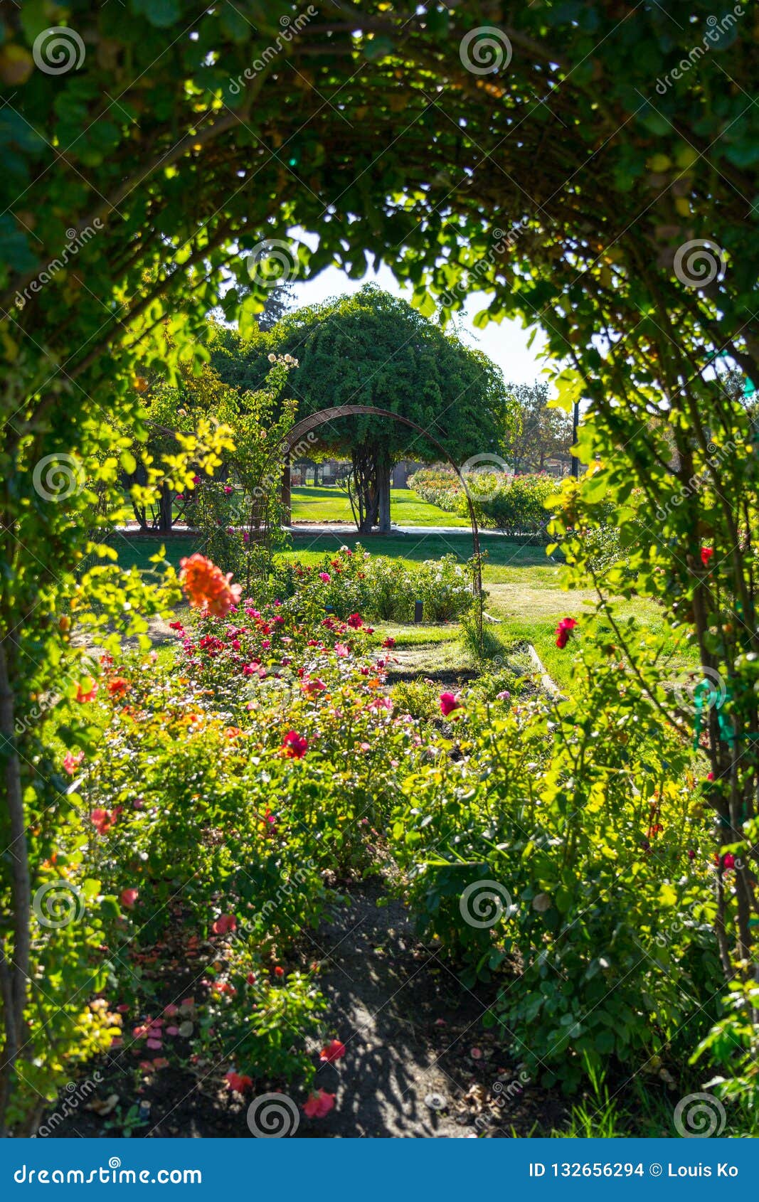 Rose Gardens View Stock Photo Image Of Close Beauty 132656294