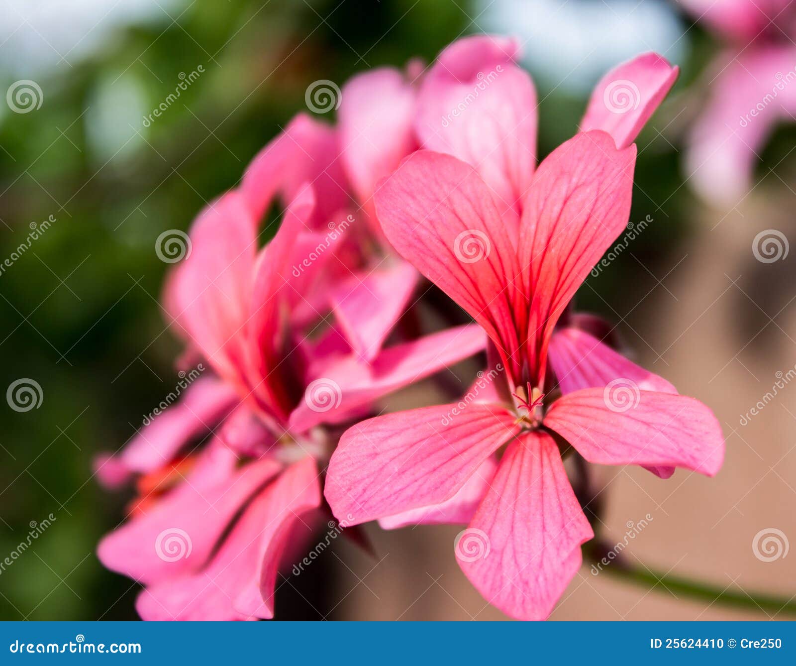 Rose geranium stock photo. Image of color, plant, beautiful 25624410