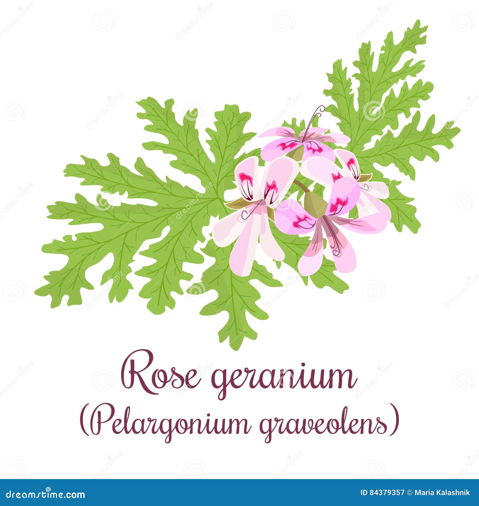 Rose Geranium or Pelargonium Graveolens. Leaves and Flowers Stock