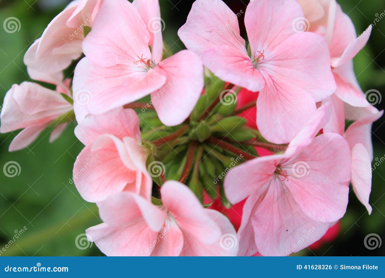 Rose geranium stock photo. Image of houseplants, perennials 41628326
