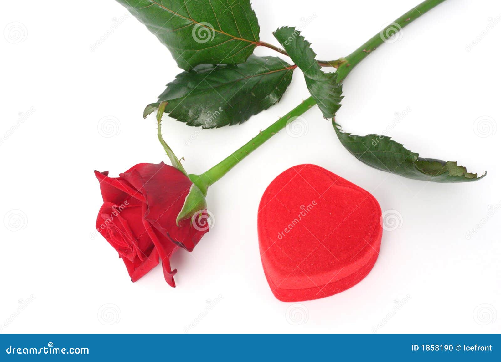 Rose and gift stock photo. Image of tender, leaf, single 1858190