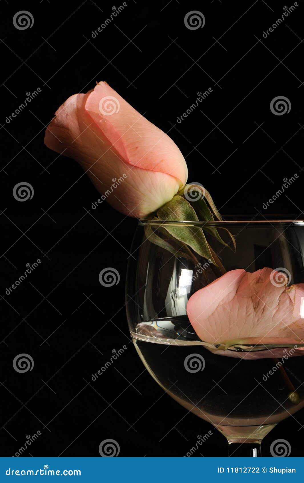 Rose in glass stock photo. Image of evening, color, love 11812722