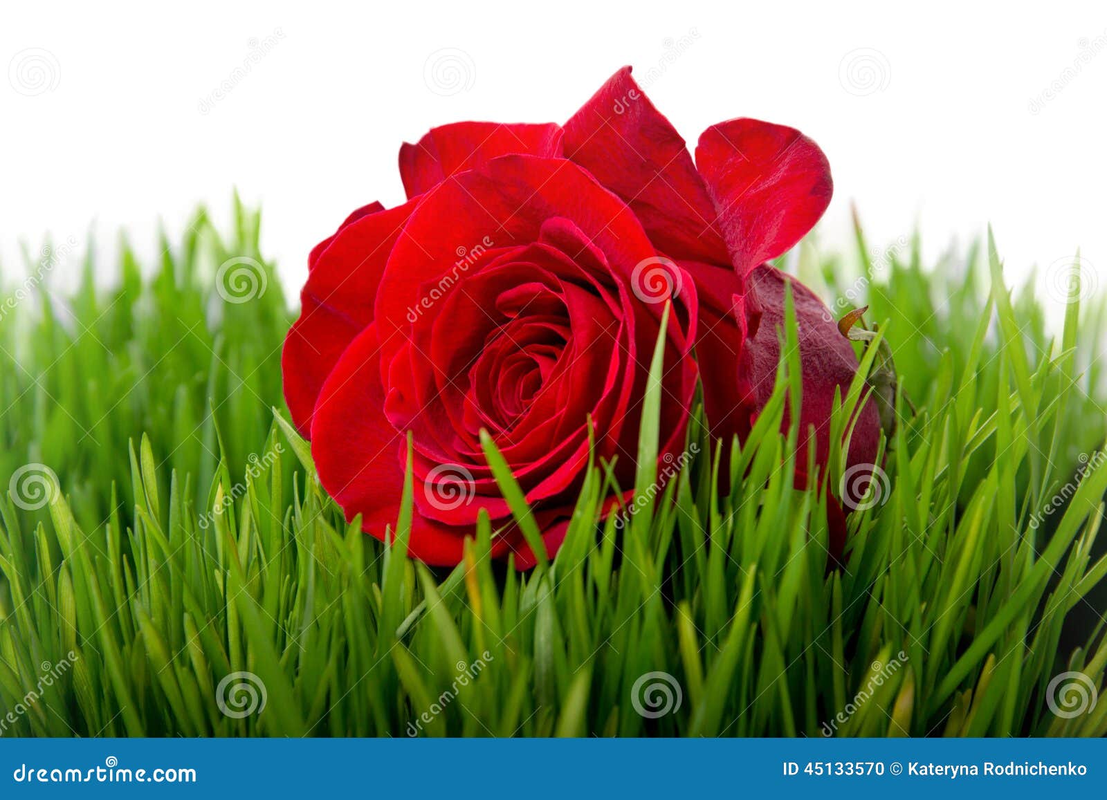 Rose in the grass closeup stock photo. Image of decorative 45133570