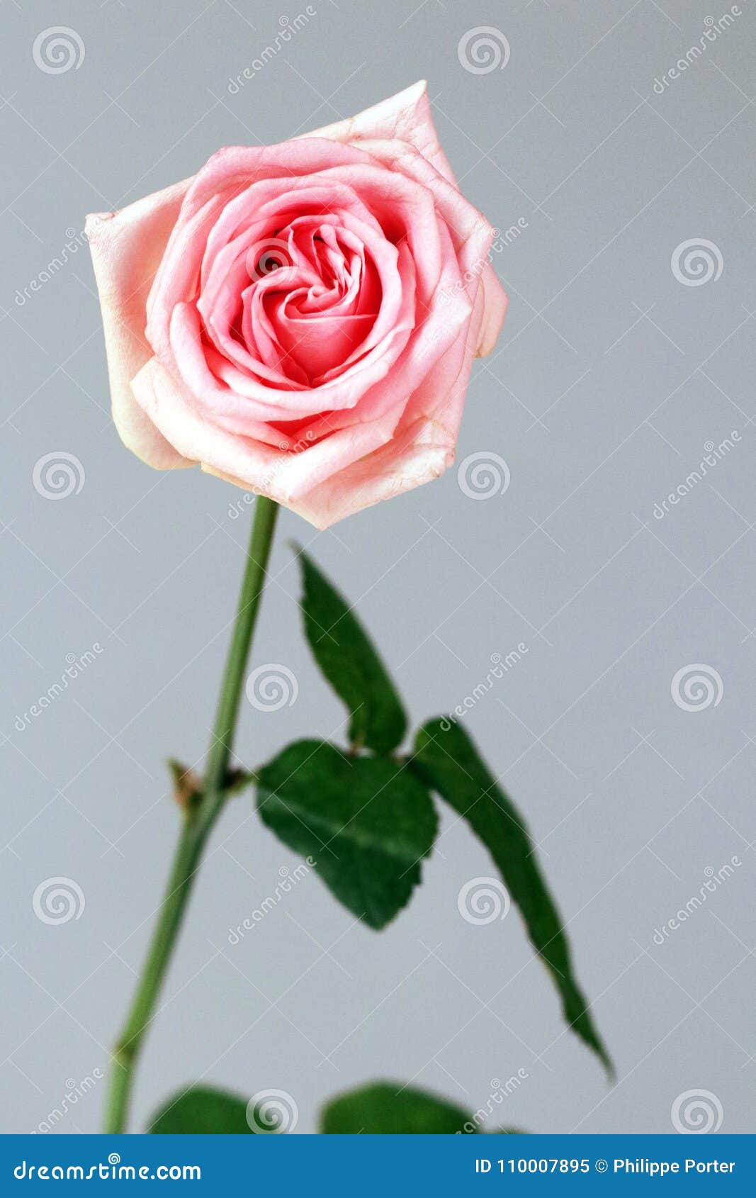 pink rose love  gratitude admiration joy deep love background