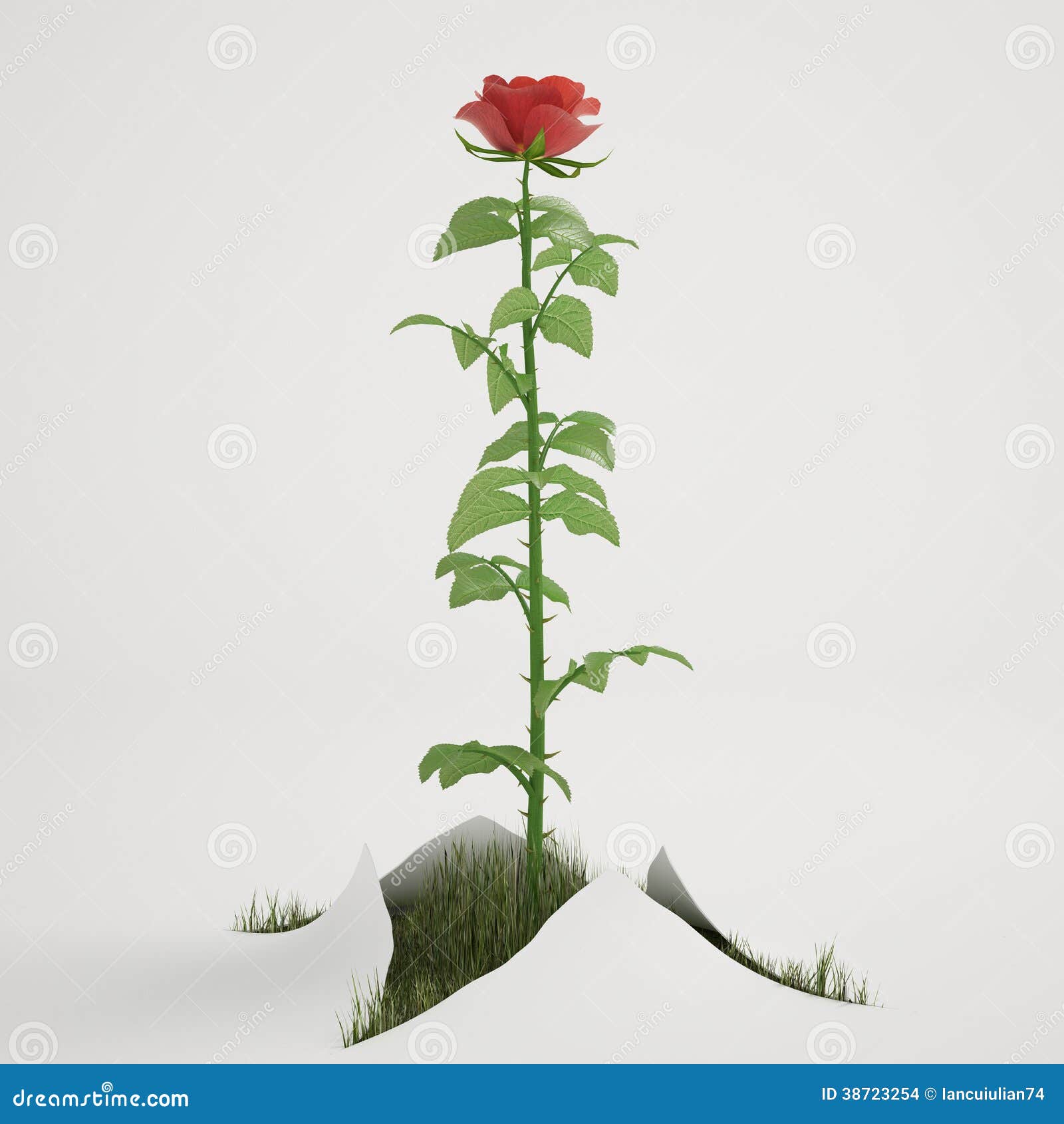 Rose from ground, isolated stock illustration. Illustration of decoration 38723254