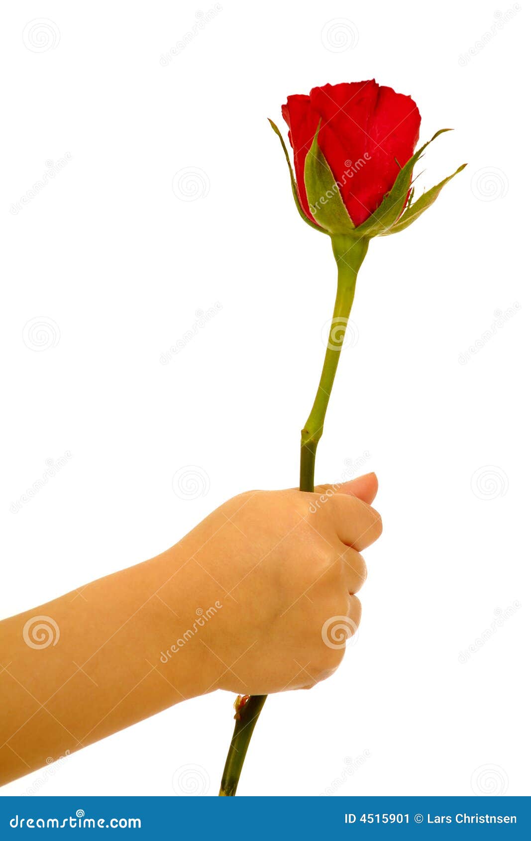 Rose in Hand on White Background Stock Image Image of nature
