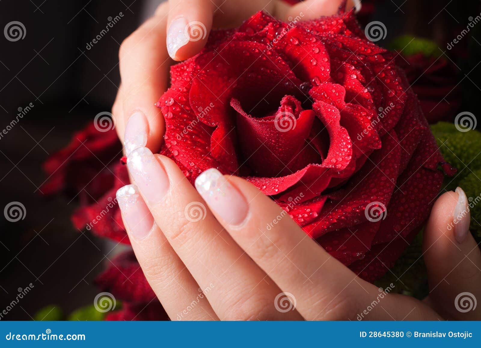 Rose in hands stock photo. Image of flower, beautiful 28645380