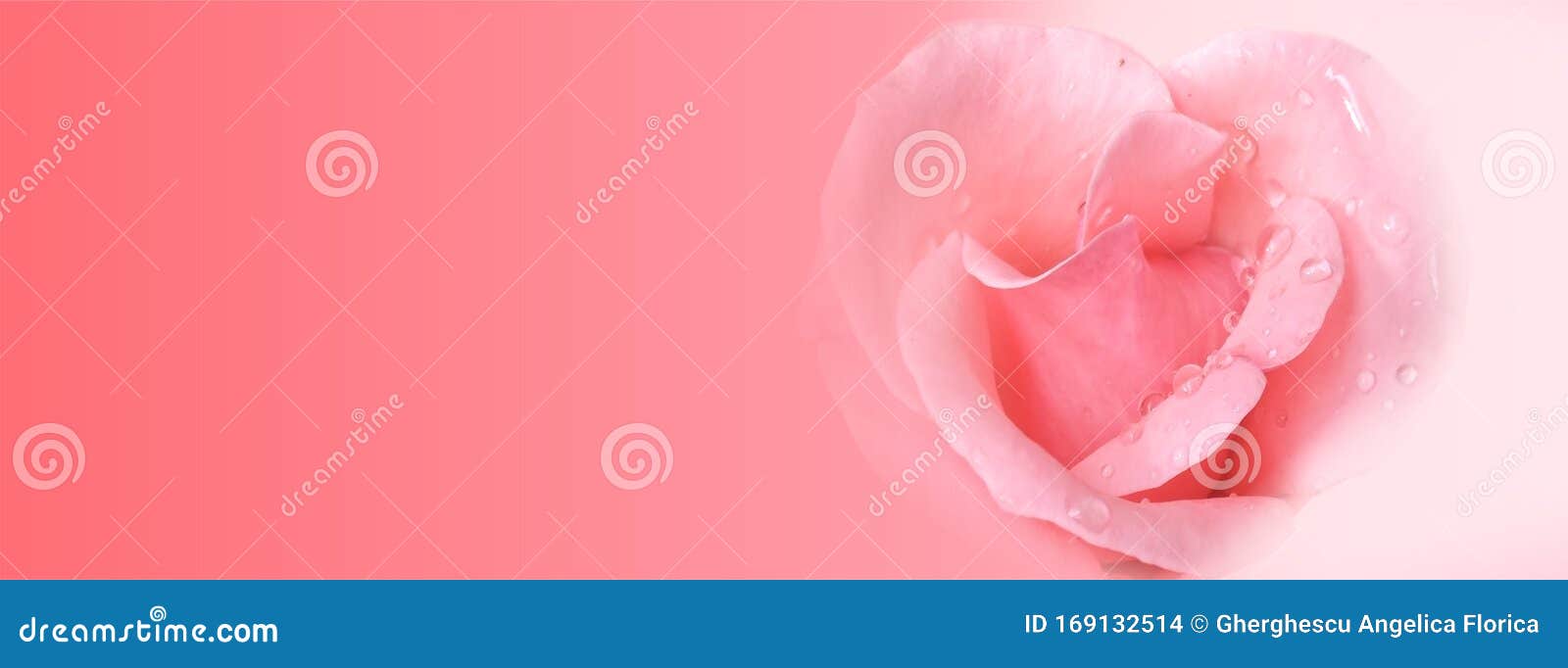 valentine banners with rose, water drops and pink background