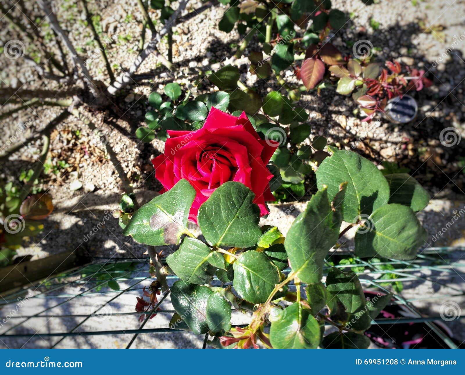 Rose hermosa foto de archivo. Imagen de flor, hermoso - 69951208