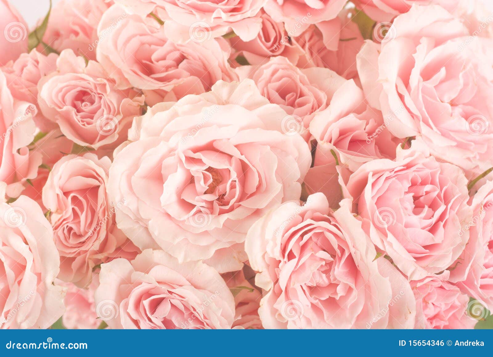 Rose Hintergrund Stockfoto Bild Von Hintergrund Rose