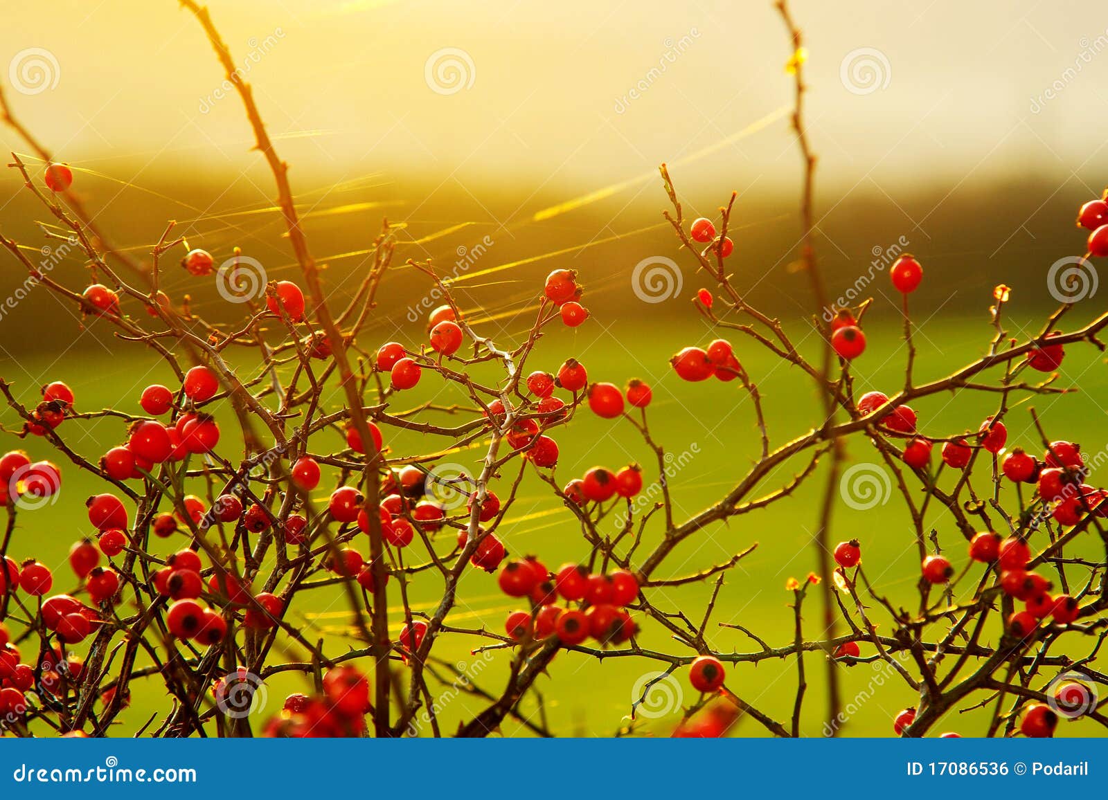 Rose hip - 2 stock photo. Image of herb, decor, herbage - 17086536