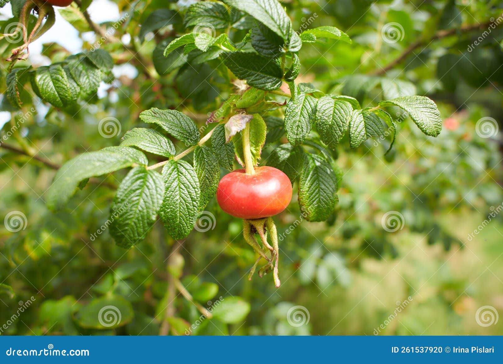 rose hip, also called rose haw and rose hep, an accessory fruit of the plant