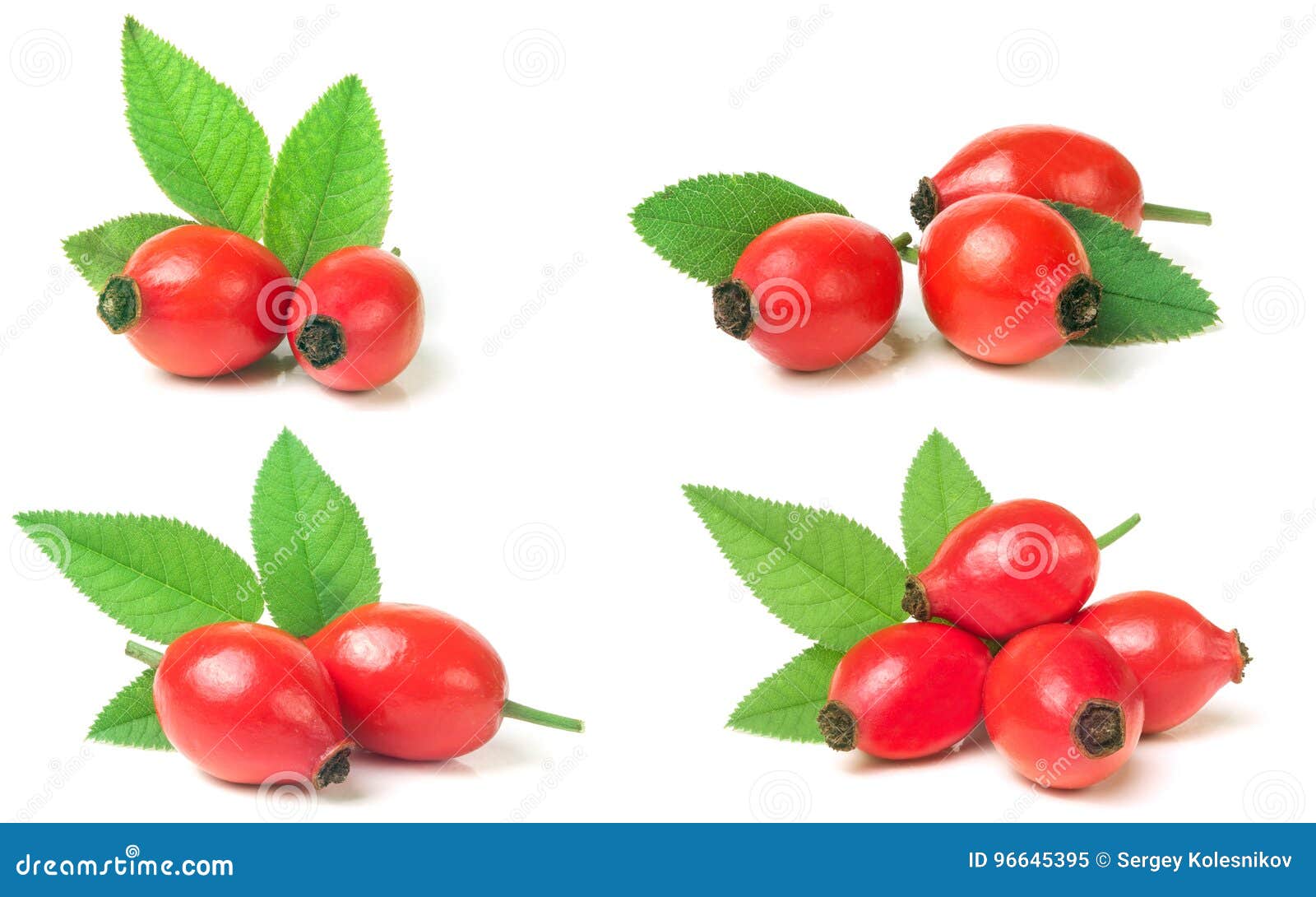 Rose Hip Berry With Leaf Isolated On White Background. Set Or Co Stock ...