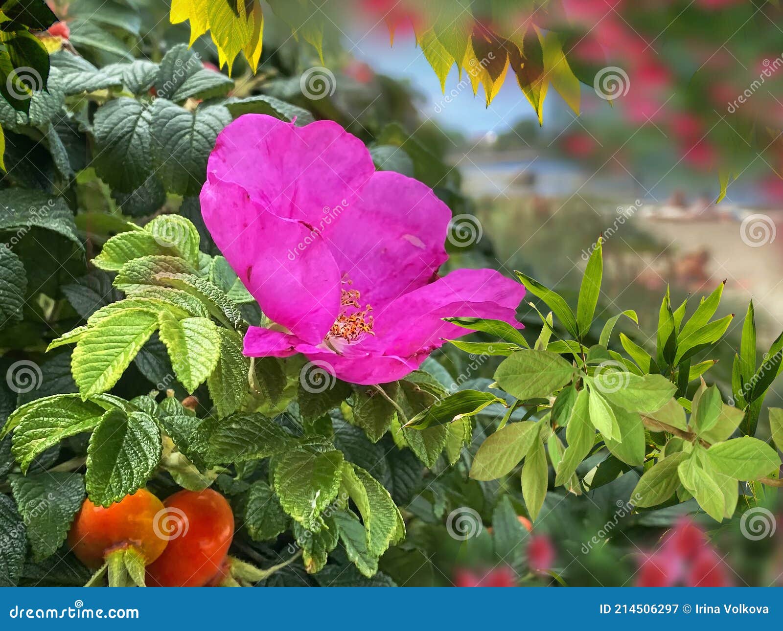 rose hip bush by the sea, summer blue sky with fluffy white clouds floral nature landscape,green leaves