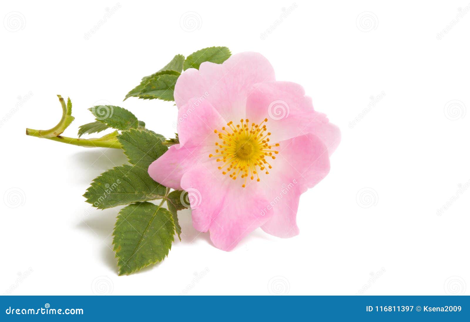 Rose hip flower isolated stock image. Image of dogrose - 116811397