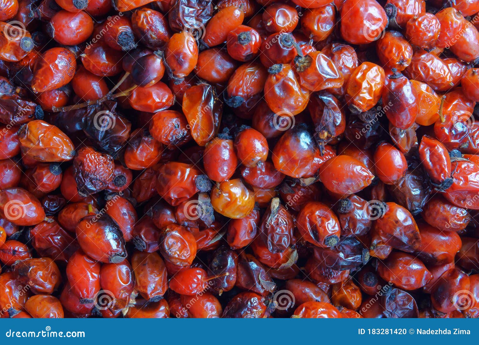 The Rosehip Fruit Tea, Collect Medicinal Rose Hips in Autumn, Red Rose