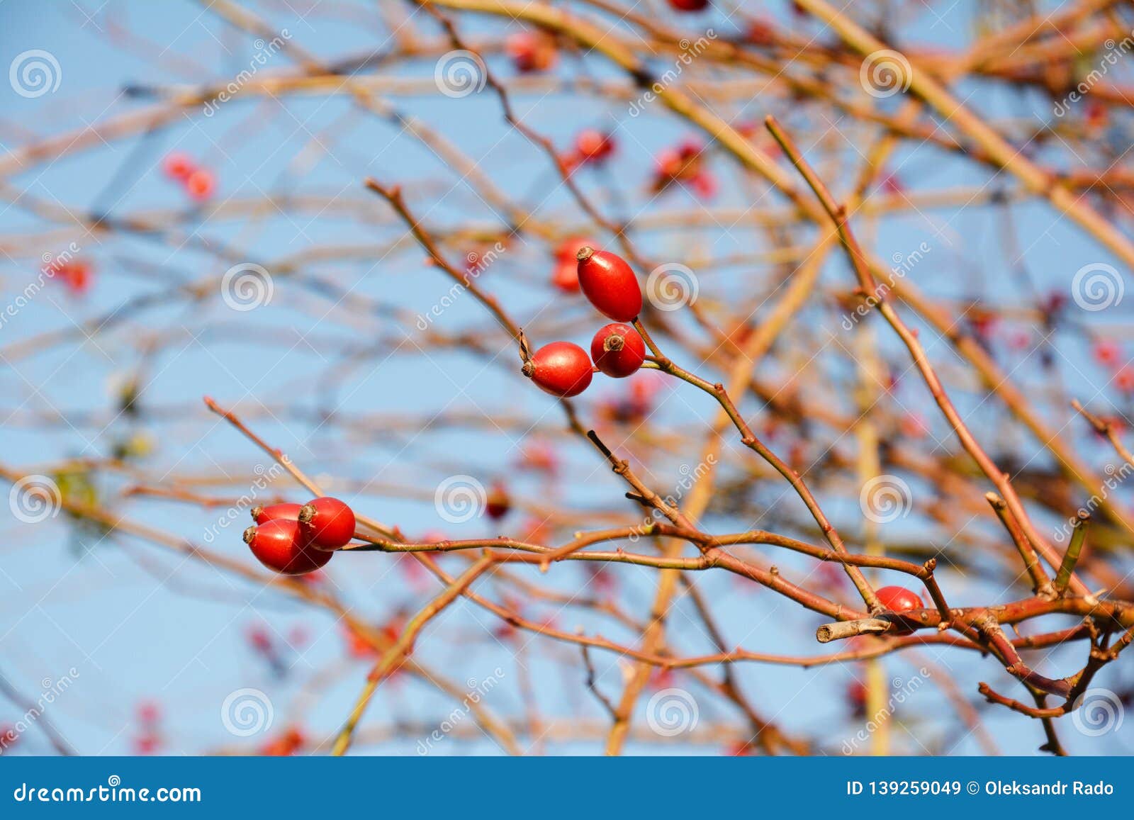 rose hip or rosehip, also called rose haw and rose hep, is the accessory fruit of the rose plant