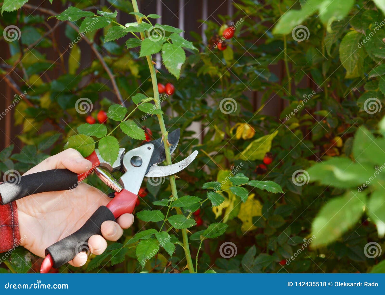rose hip or rosehip, also called rose haw and rose hep  pruning with garden pruning scissors