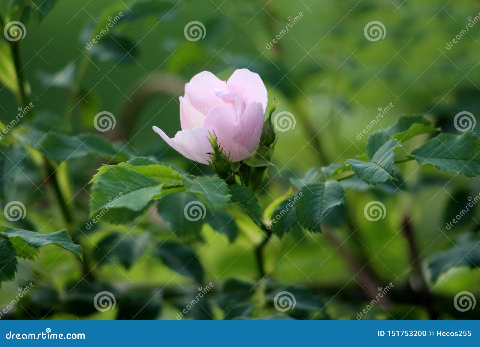 rose hip or rosehip or rose haw or rose hep single pink flower surrounded with dark green leaves planted in local garden
