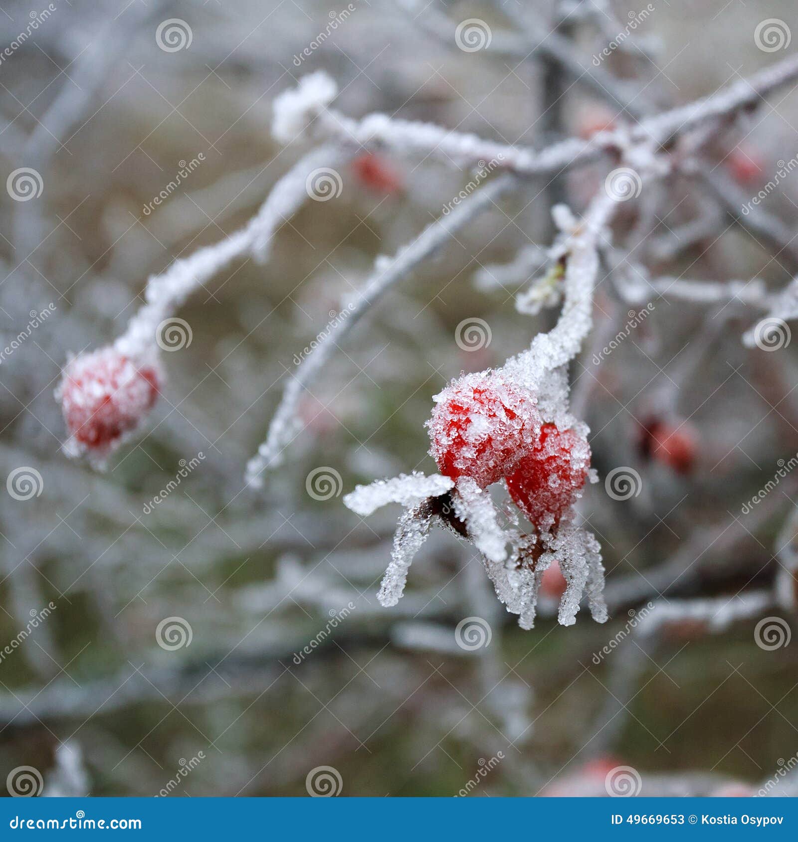 Rose-hip μούρα που καλύπτονται με κρύσταλλα ενός τα παγωμένα πάγου, υπόβαθρο χειμερινής φύσης