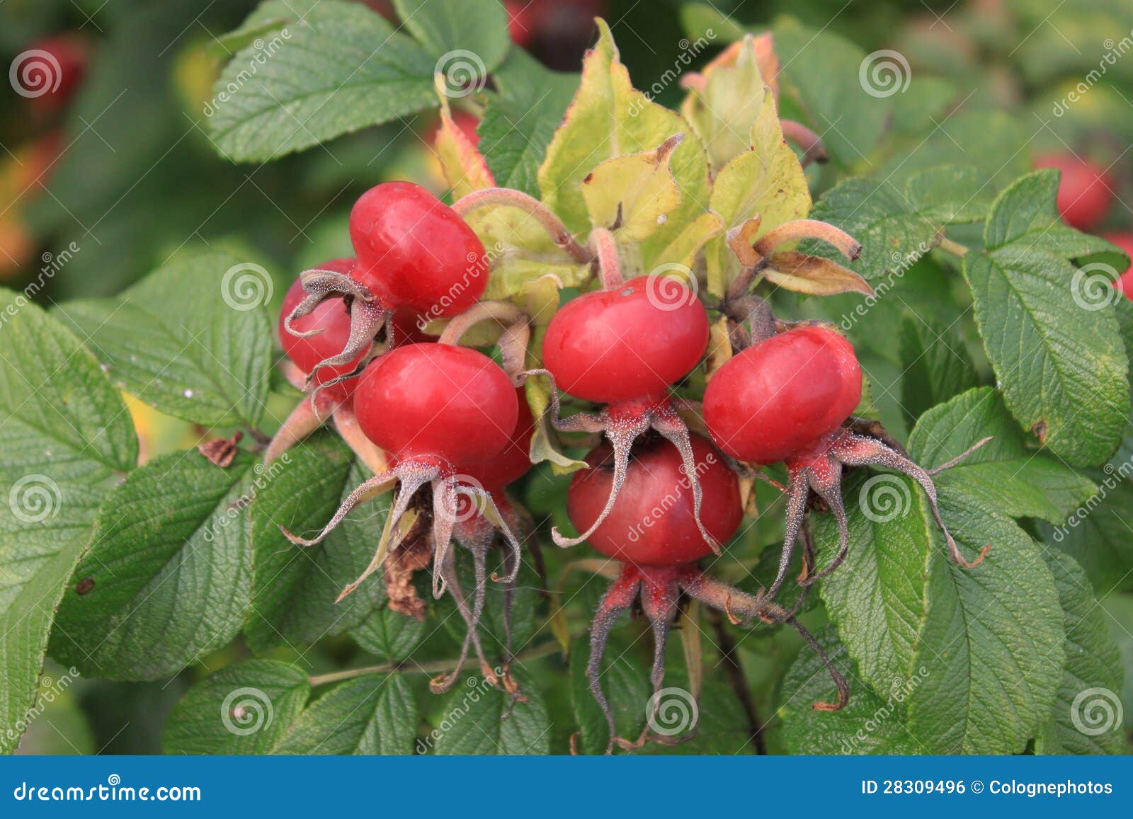 Rose Hips stock photo. Image of leaves, medicine, medicinal 28309496