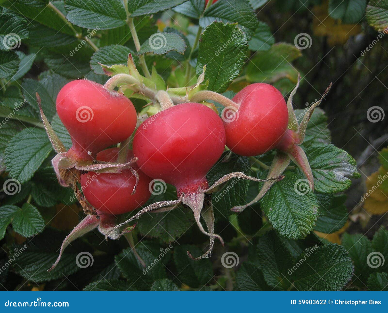 Rose Hips stock photo. Image of photograph, hips, hangs 59903622