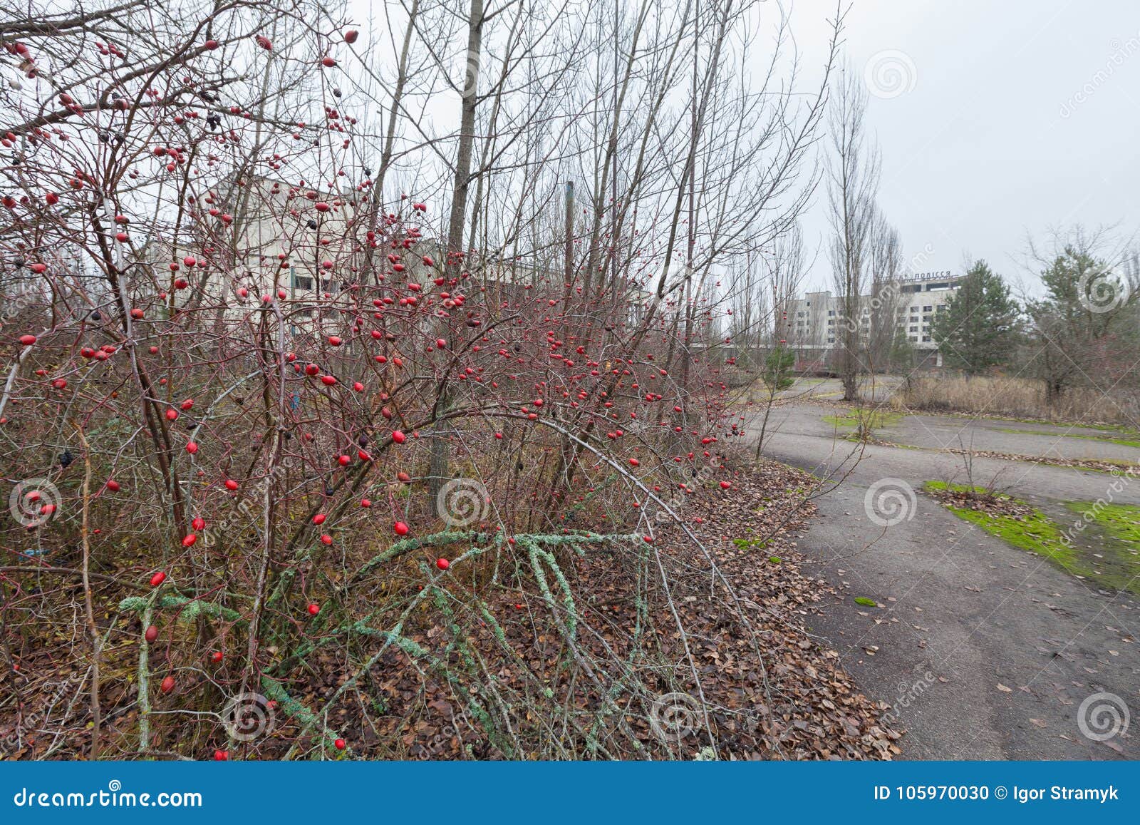 rose hips in central square in overgrown ghost city pripyat.