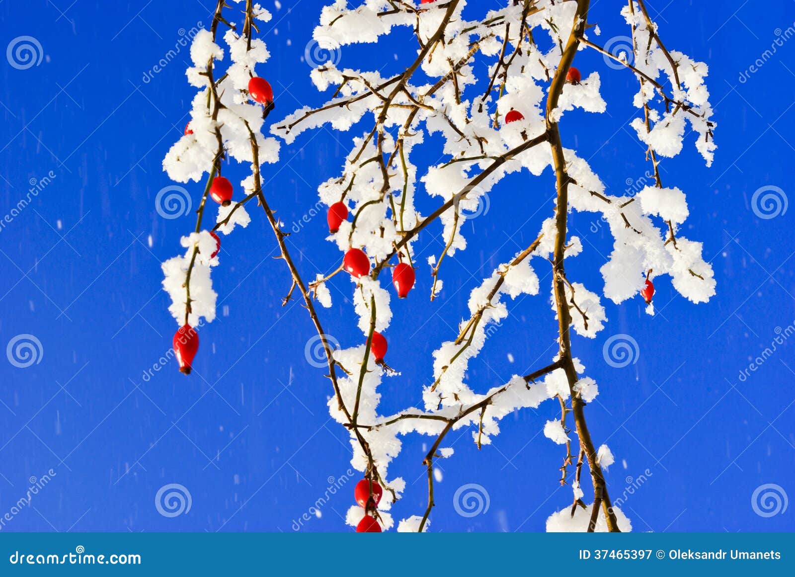 Rose hips are covered with hoarfrost in winter. Ð’ushes,twigs,red fruit of the wild rose,in the white snow,covered with hoar frost,on the background of the blue sky.