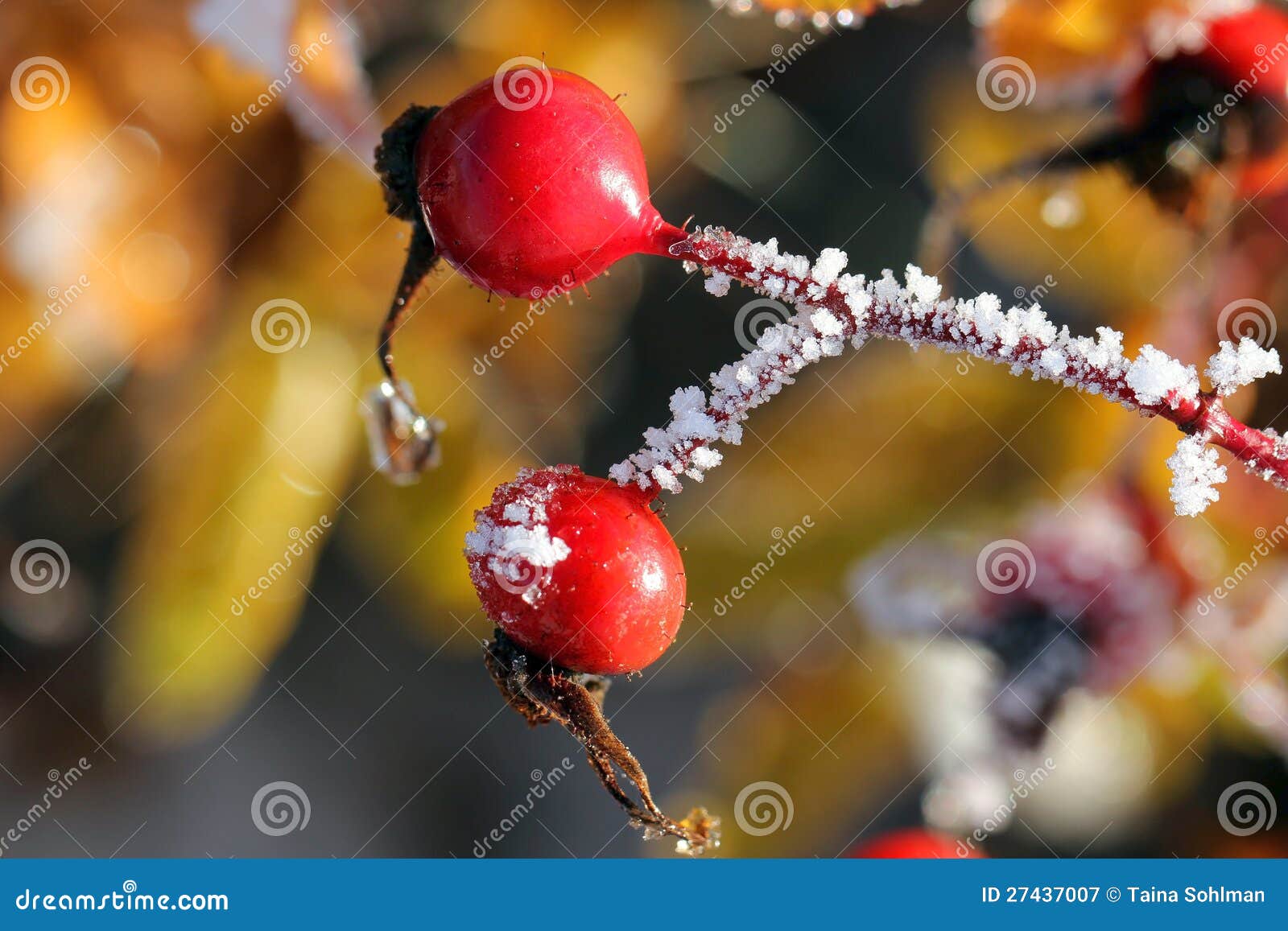Rose Hips in Frost stock image. Image of branch, frosted 27437007