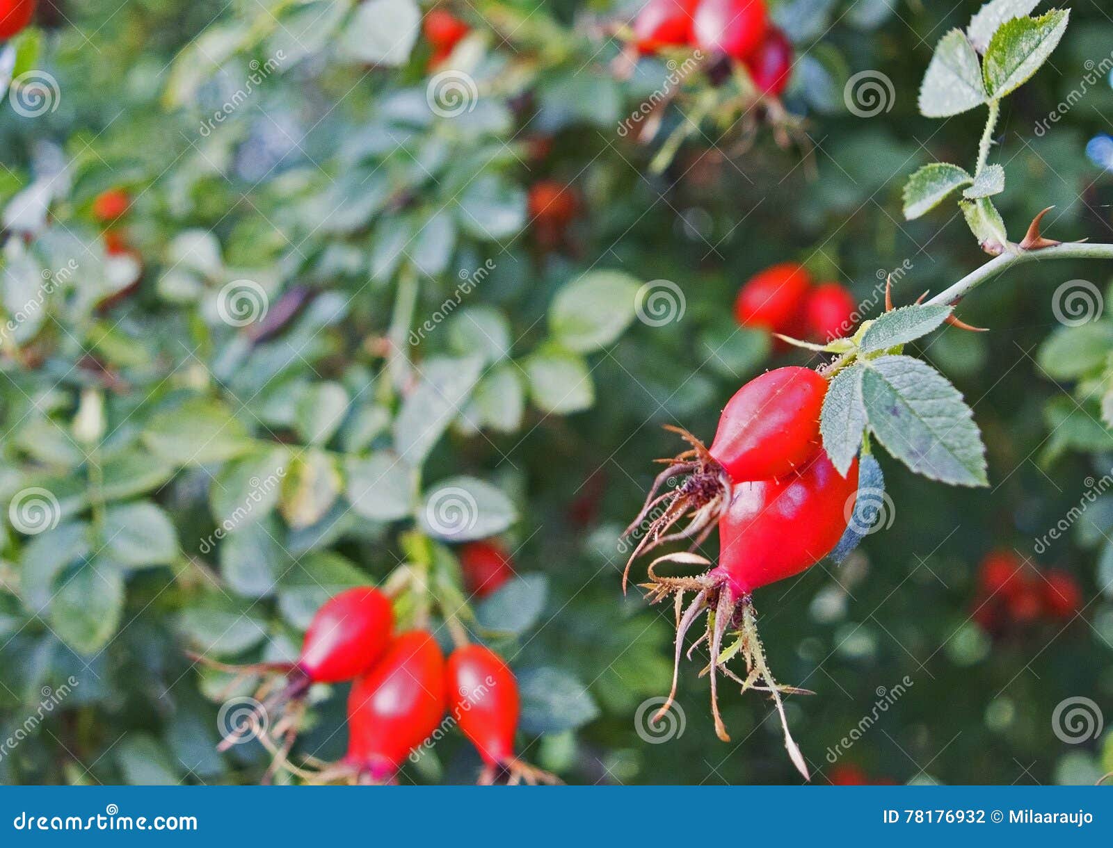 Rose hips on green bush stock photo. Image of garden 78176932