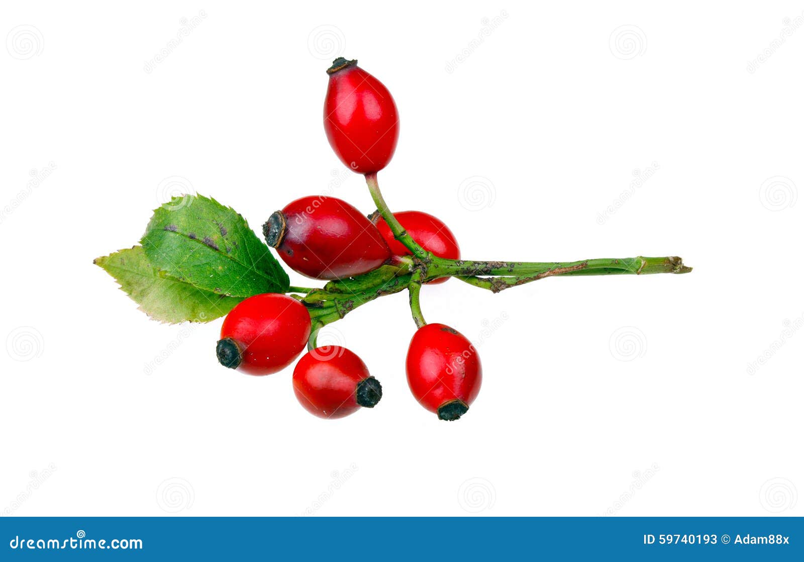 Rose hips stock image. Image of health, alternative, dogrose 59740193