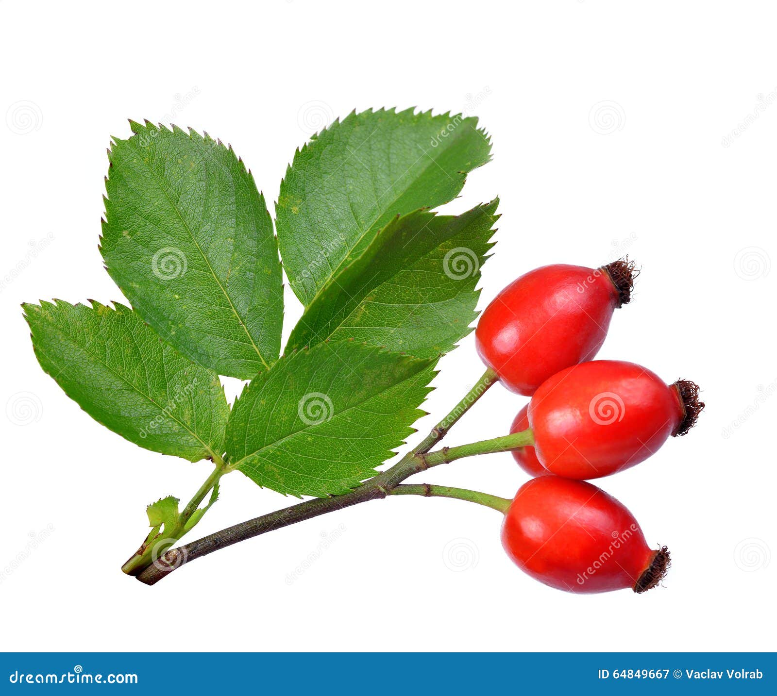 rose hips (rosa canina)