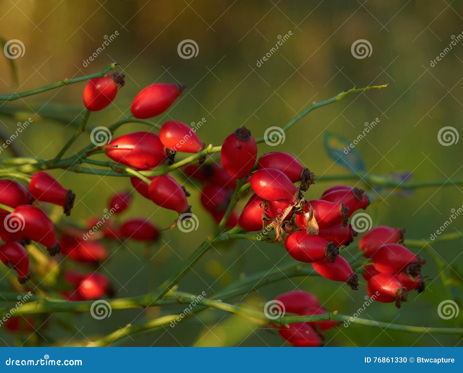 rose hips rosa canina