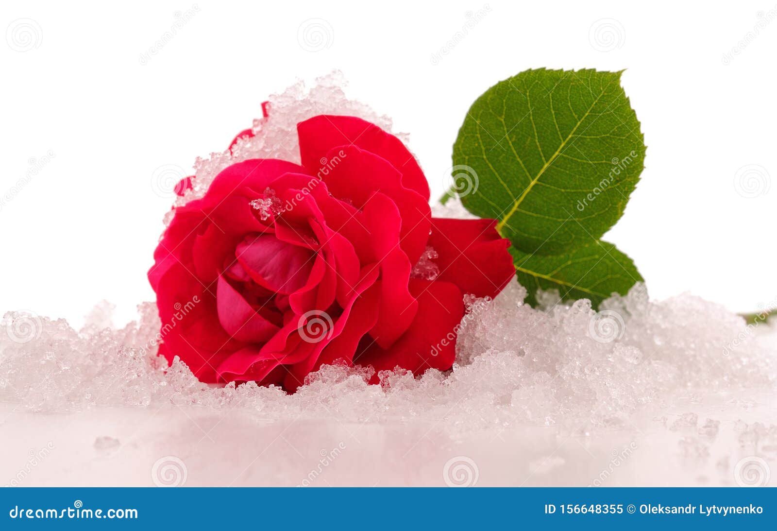 Rose and ice stock image. Image of event, drop, spring 156648355