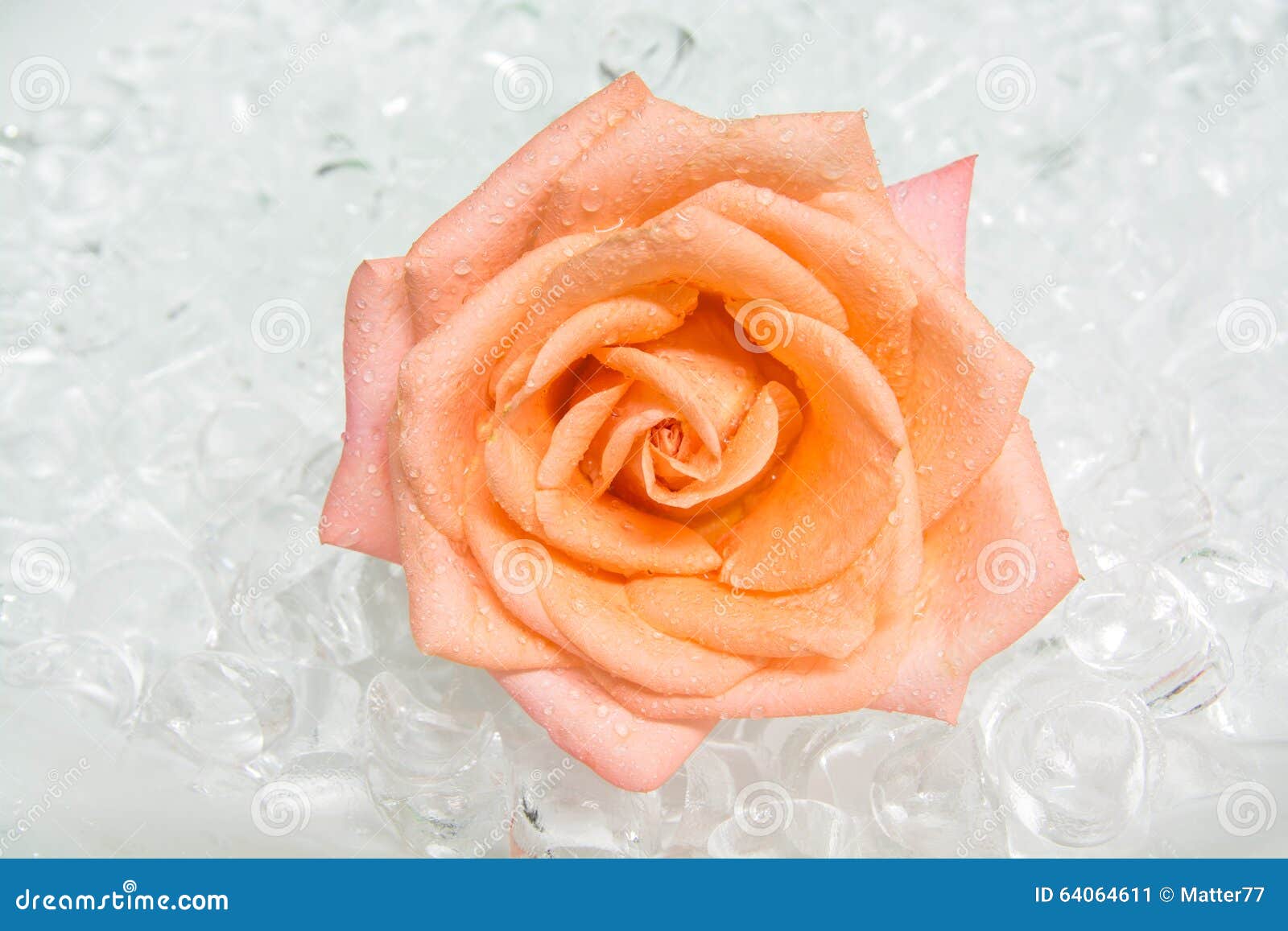 Rose on ice stock image. Image of cold, romantic, shiny 64064611