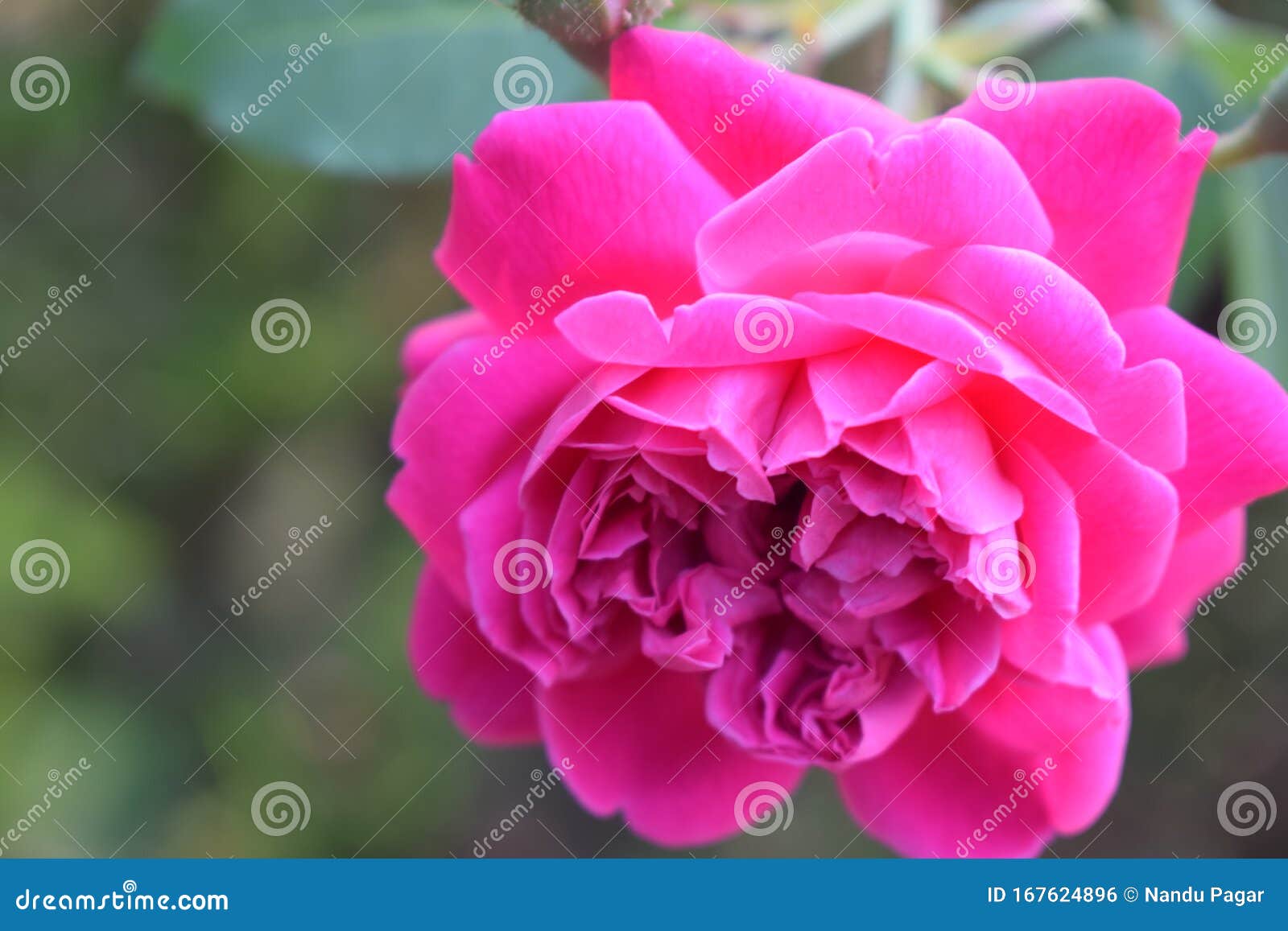Rose Indian Rose Indian Rose Or Desi Gulab 库存照片 图片包括有功能 德西