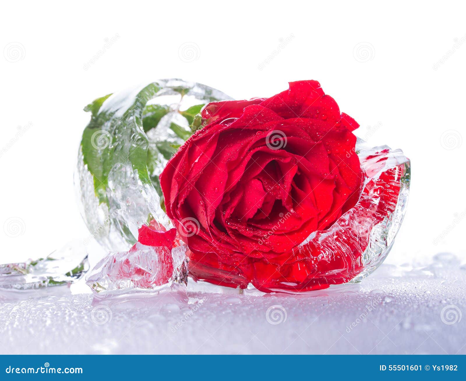 Rose inside an ice stock image. Image of crystal, melt 55501601