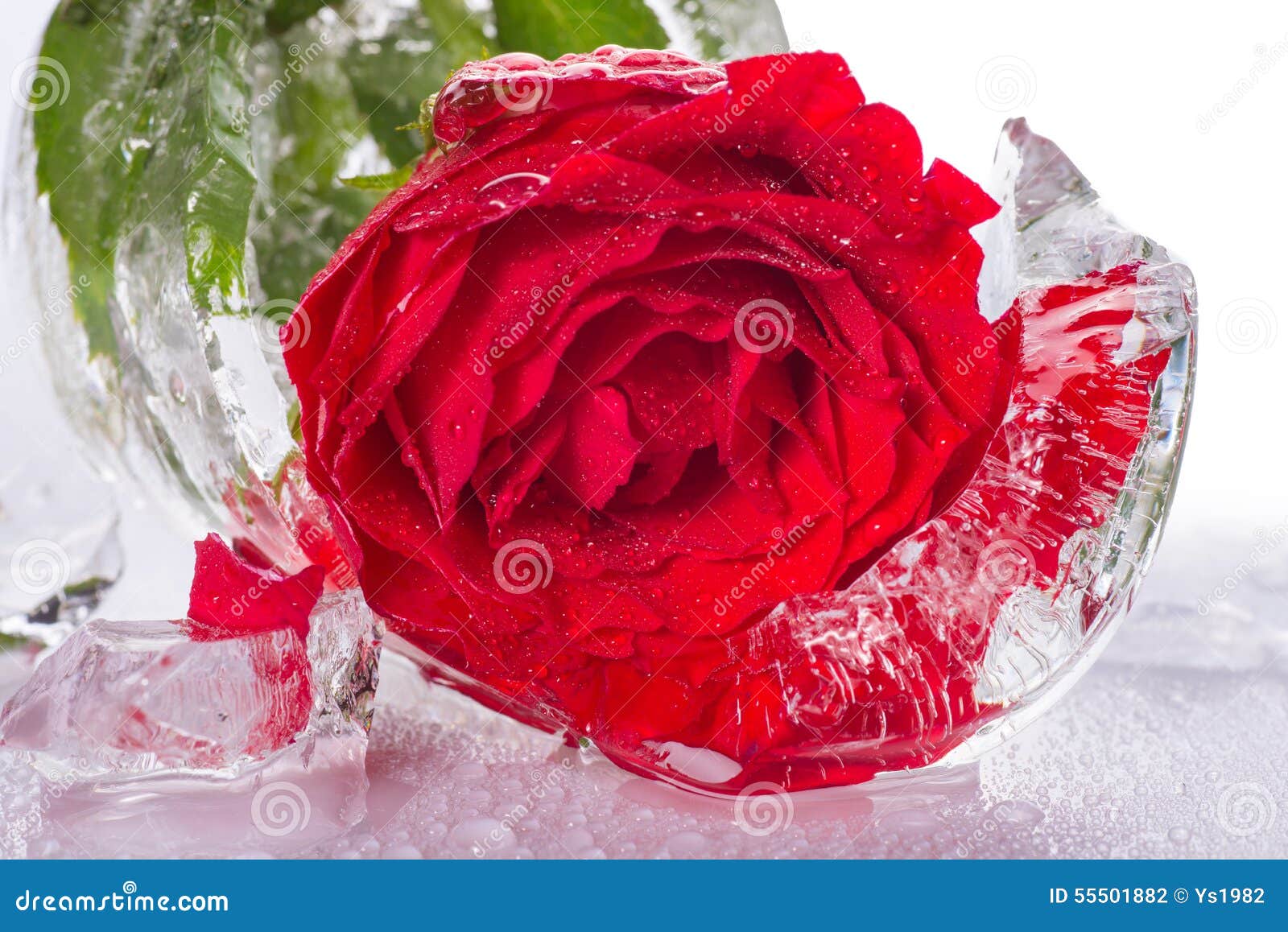 Rose inside an ice stock photo. Image of holiday, crystal 55501882
