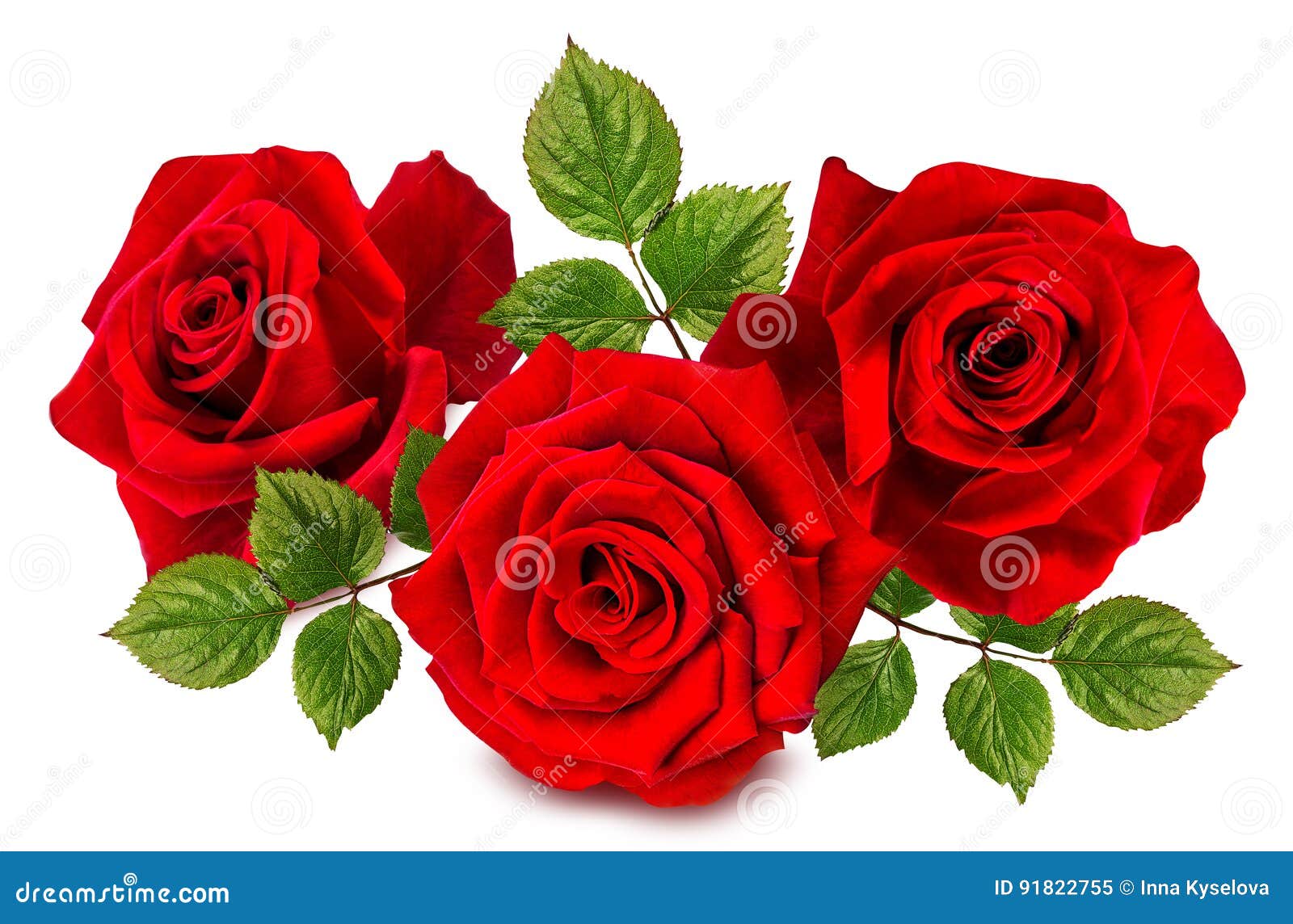 Rose isolated on the white stock image. Image of object - 91822755