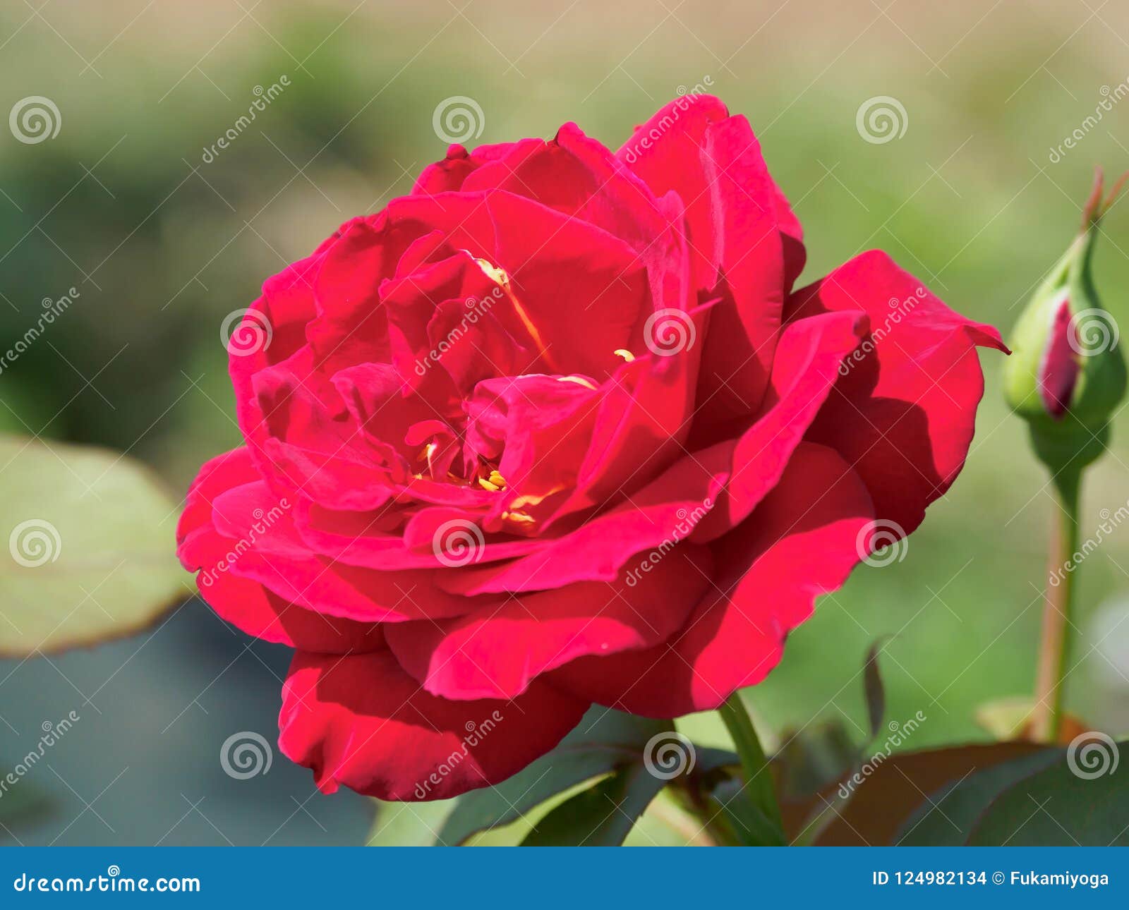 Rose in Japan stock photo. Image of closeup, landscape 124982134