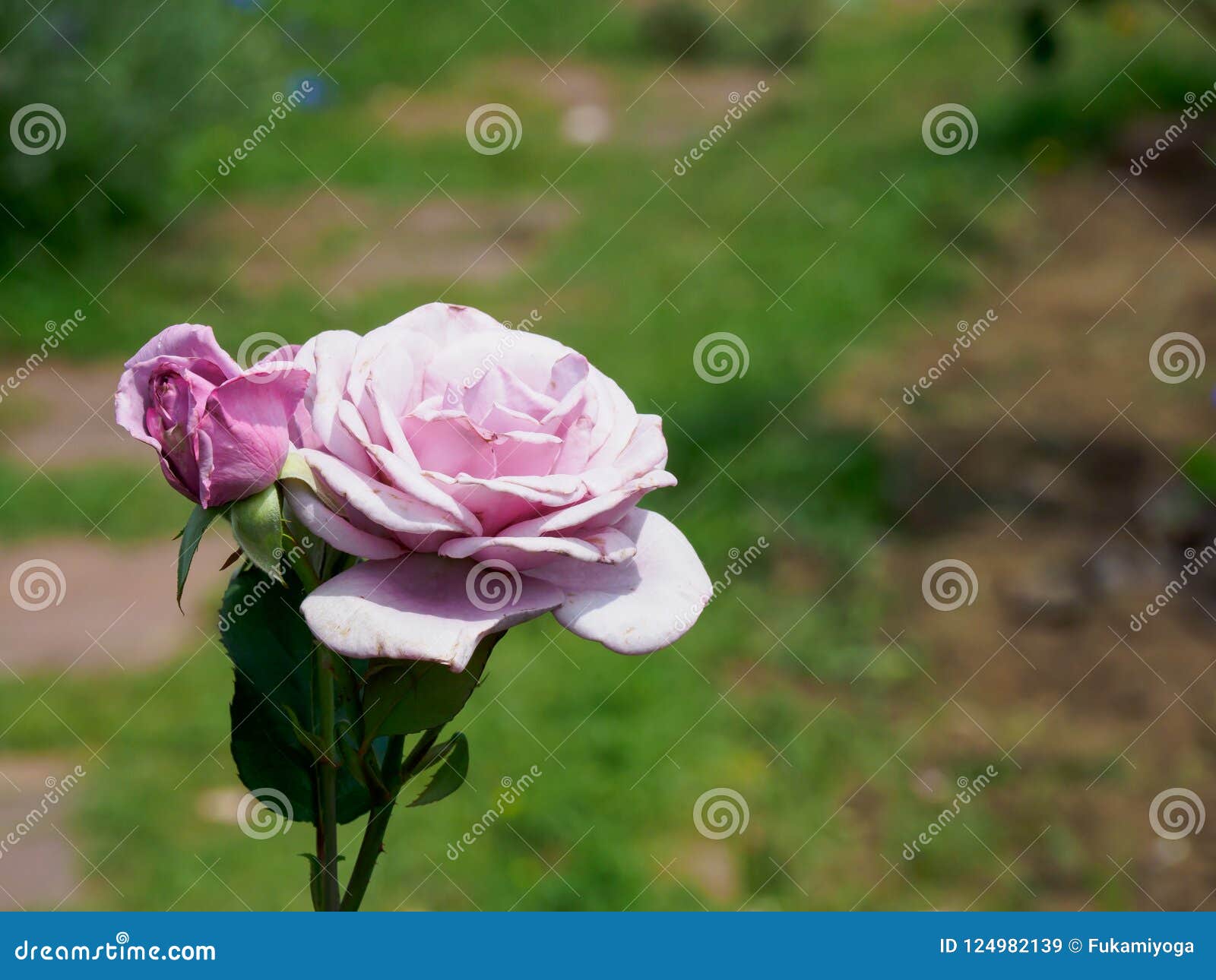 Rose in Japan stock image. Image of closeup, copy, beautiful 124982139