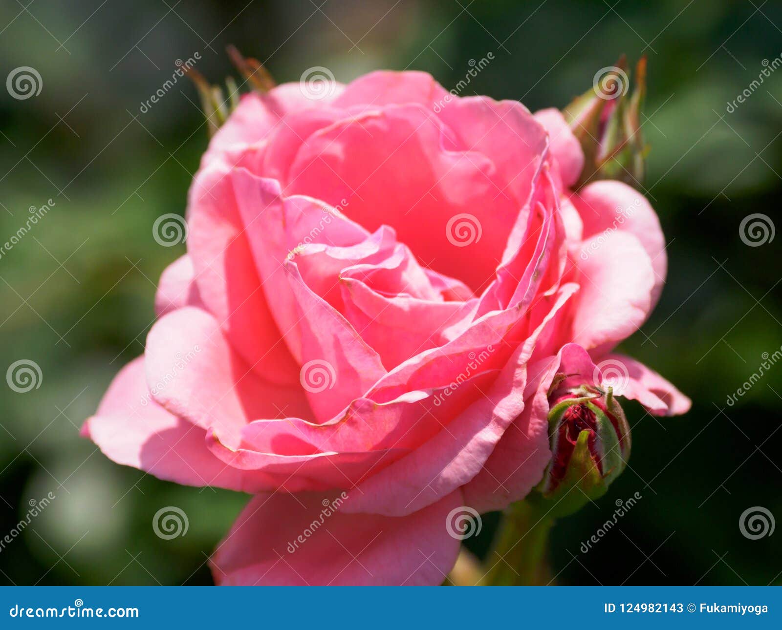 Rose in Japan stock image. Image of landscape, plant 124982143