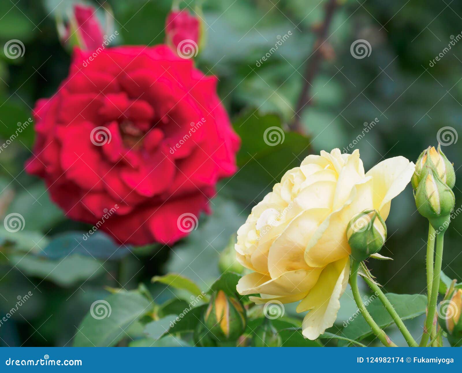 Rose in Japan stock photo. Image of japan, beautiful 124982174