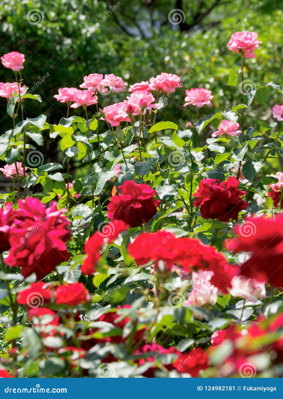 Rose in Japan stock image. Image of japan, landscape 124982181
