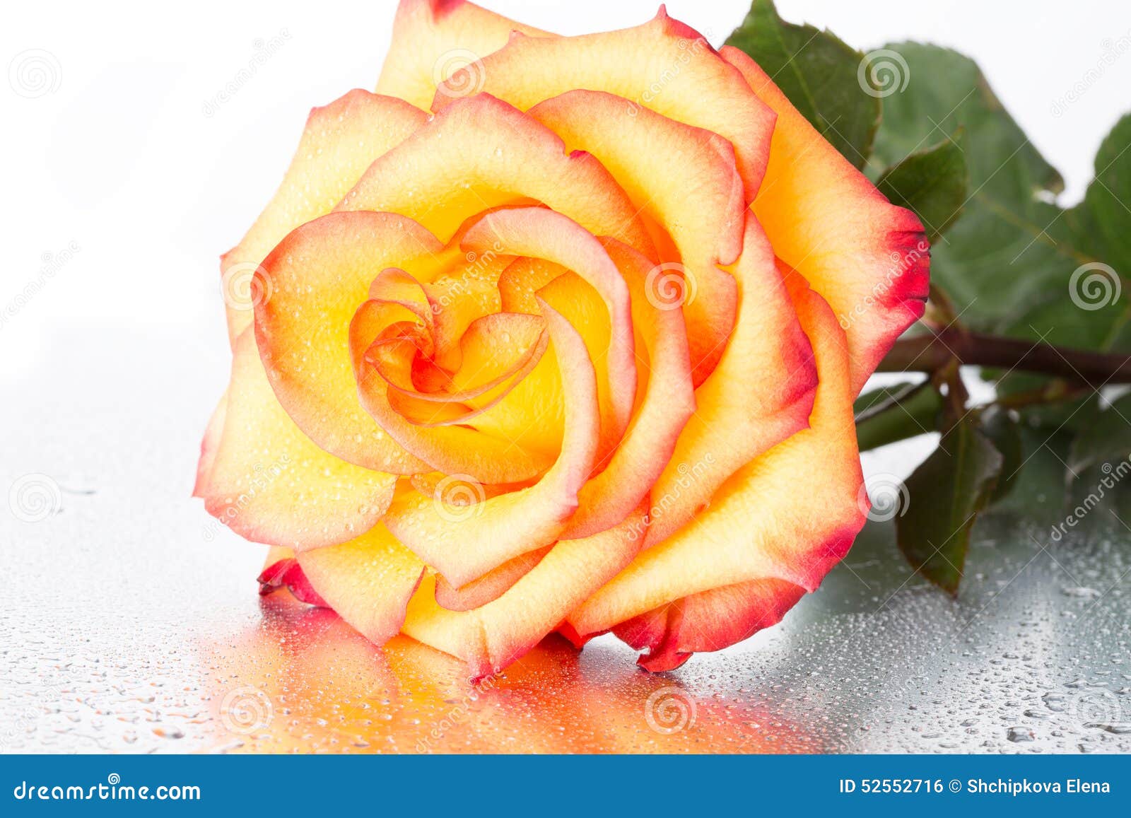 Rose Jaune-rouge photo stock. Image du normal, vacances - 52552716