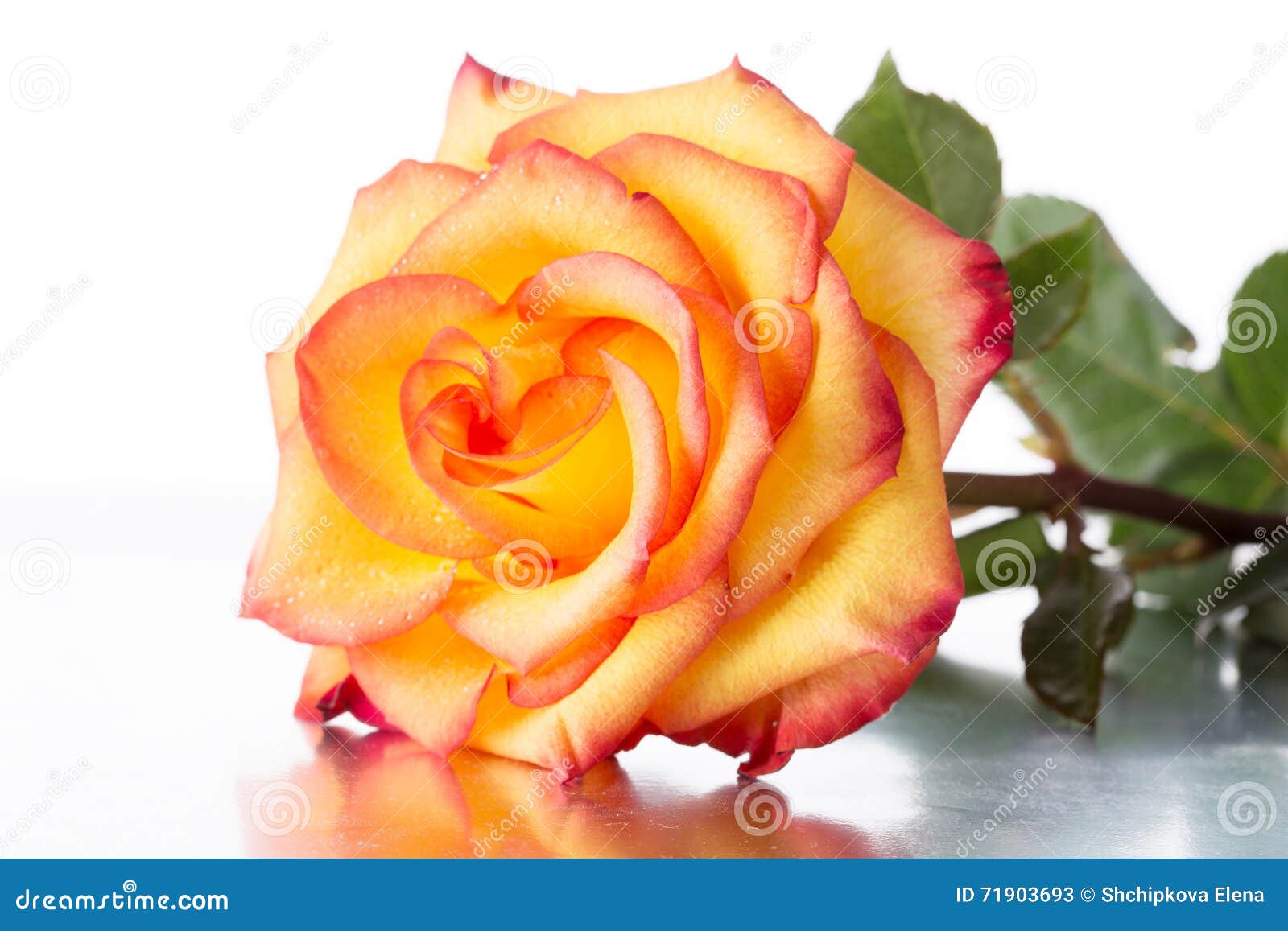 Rose Jaune-rouge image stock. Image du fleur, cadeau - 71903693