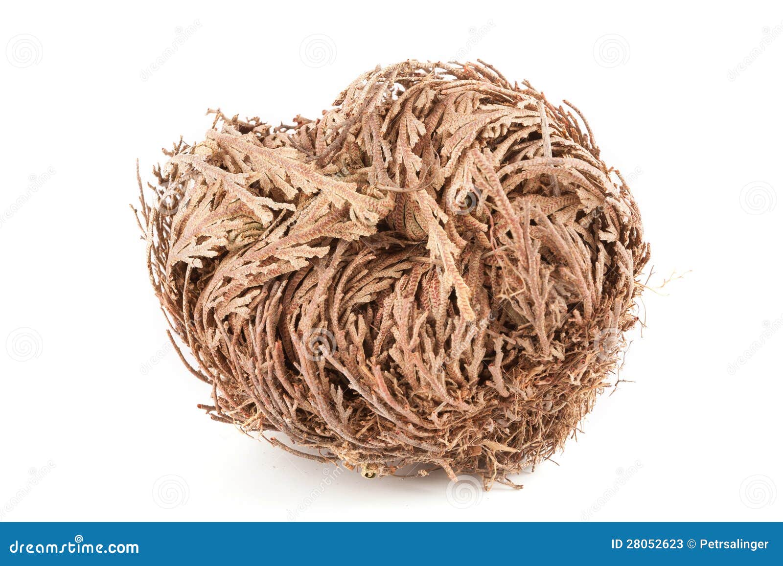Rose of Jericho stock image. Image of africa, market 28052623