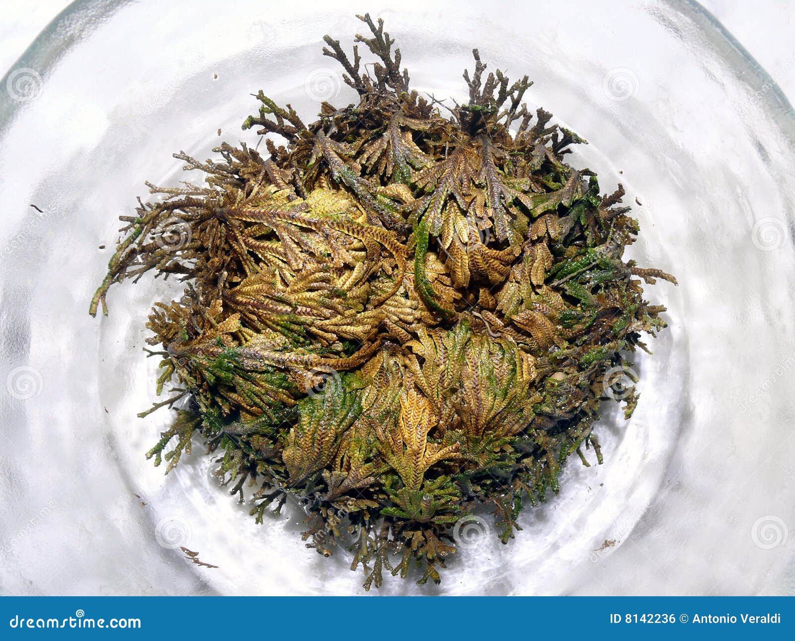 Rose of Jericho stock photo. Image of leaf, freshness 8142236